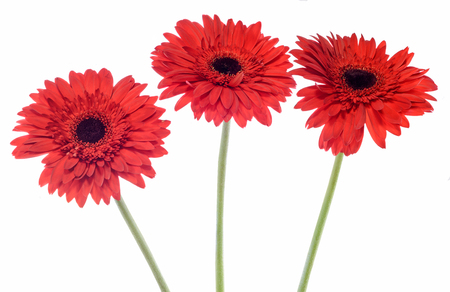 Red Chrysanthemum flowers, white background, also called as mums or chrysanths, family Asteraceae.の写真素材