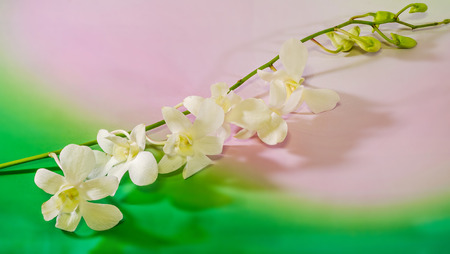 Pink branch orchid  flowers, Orchidaceae, Phalaenopsis known as the Moth Orchid, abbreviated Phal.の写真素材