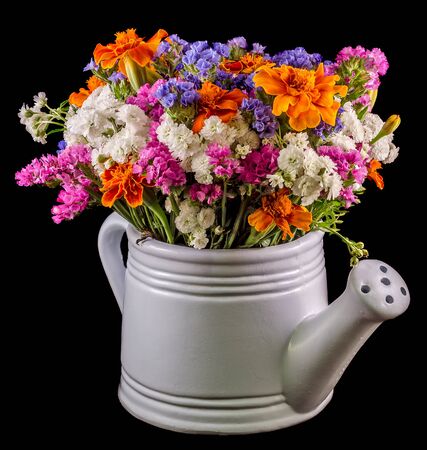 White ceramic watercan, sprinkler, with vivid colored flowers, orange tagetes, purple wild flowers, close up, isolated, black background.の写真素材