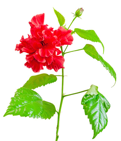Red Japanese Rose, Rosa rugosa, hibiscus rosa-sinensis, close up, isolated, white backgroundの写真素材