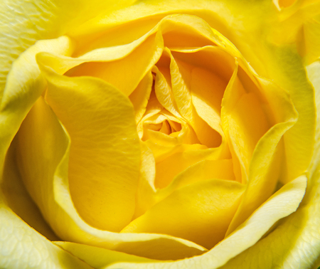 Yellow roses flowers, close up, bouquet, floral arrangement, green background.の写真素材