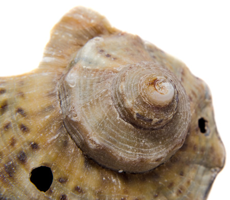 Sea colored shell, close up, isolated, white background.
