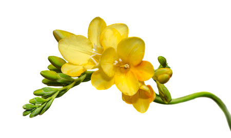 Yellow freesia flower, close up, isolated, white background.の写真素材