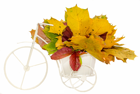 Vibrant colored autumn oak leaves (leafs) with vintage bike, isolated.の写真素材