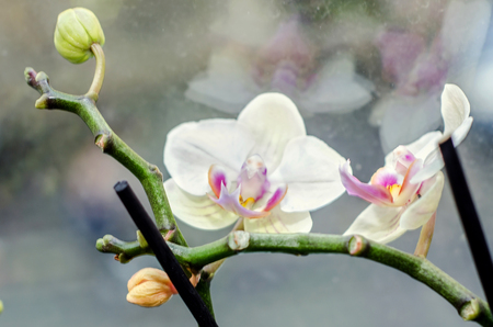 Purple orchid at window, Orchidaceae, Phalaenopsis known as the Moth Orchid, abbreviated Phal.の写真素材