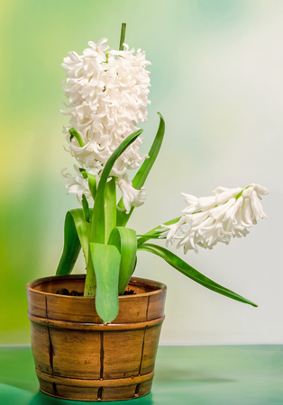 White Hyacinthus orientalis flower (common hyacinth, garden hyacinth or Dutch hyacinth) in a brown rustic (vintage) pot, close up, green bokeh gradient background.の写真素材