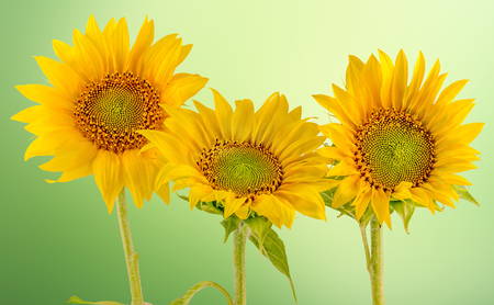 Yellow sunflowers, close up, isolated, green gradient backgroundの写真素材
