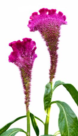 Celosia cristata, genus Celosia, commonly known as cockscomb. It is called Chi Kuan in China and Creasta curcanului in Romania.の写真素材