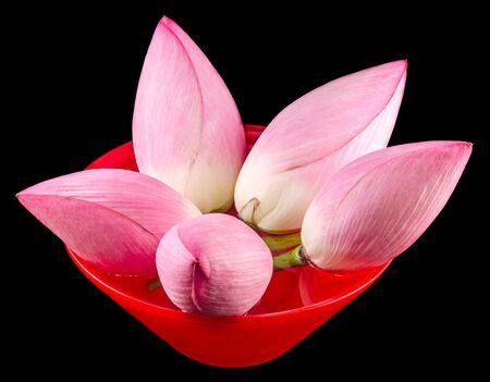 Pink lotus flowers, water lily in a red vase, close up, isolatedの写真素材