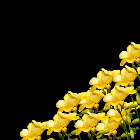 Yellow freesia flowers, close up, isolated, black background.の写真素材