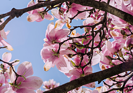 Pink Magnolia branch flowers, tree flowers, blue sky background.の写真素材