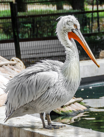 White colored pelecanus bird, close up, zoo gardenの写真素材