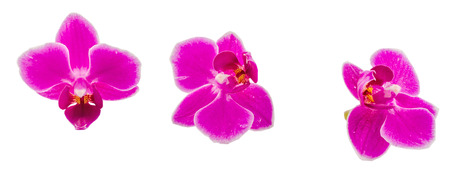 Pink orchid flowers, Orhideea Phalaenopsis, isolatedの写真素材