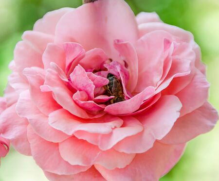 Pink rose close up, green bokeh bright background.の写真素材