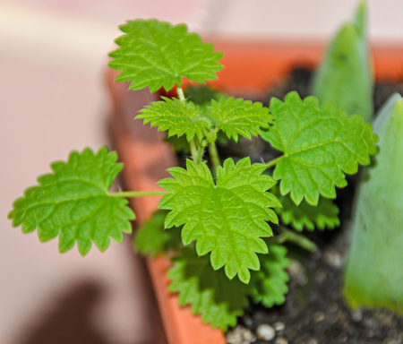 Baby green urtica dioica, common nettle, stinging, close up.の写真素材