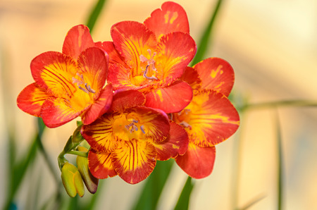 Purple with yellow freesia flower, window background, green plant close up.の写真素材