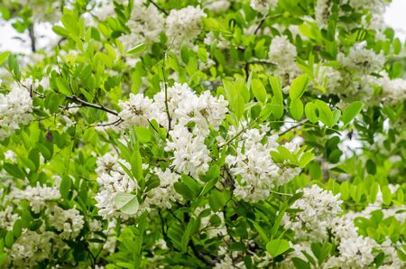 Black locust, Robinia pseudoacacia tree flowers, close upの写真素材
