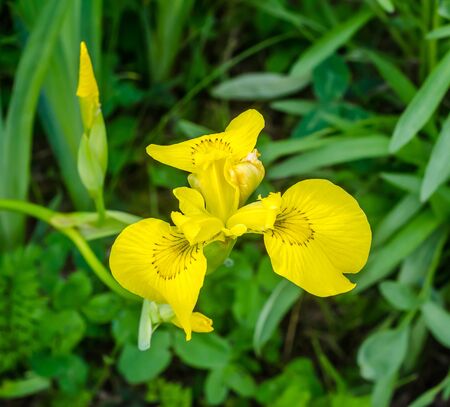 Yellow Iris flower, green leaves, close up