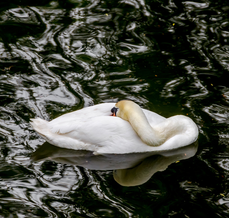 White swan on dark water, close up portraitの写真素材