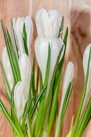 White crocus flowers green plant, spring time, wood background.