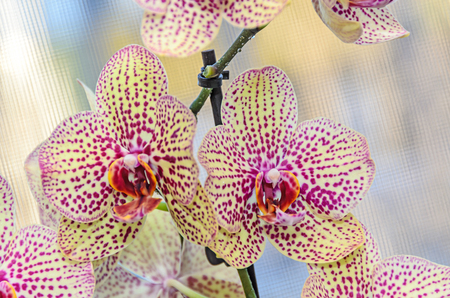 Yellow with red spots orchid close up branch flowers, isolated on bokeh background.の写真素材
