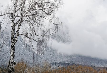Romanian mountains range with pine forest and fog, winter time with snow.の写真素材