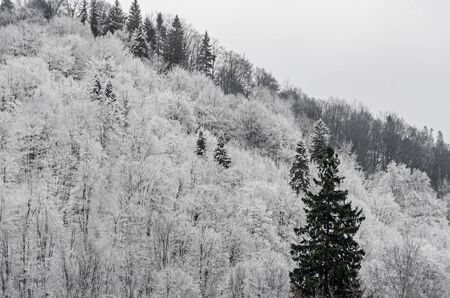 Mountain forest with white trees, winter time with snow.の写真素材