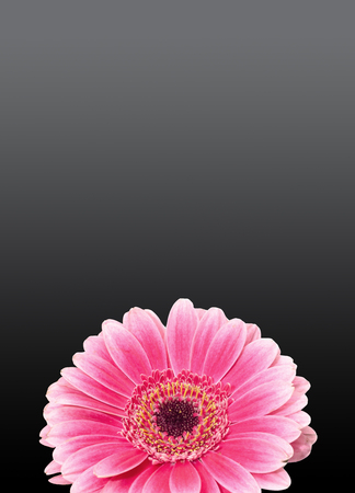 Pink gerbera flower close up, isolated gradient backgroundの写真素材