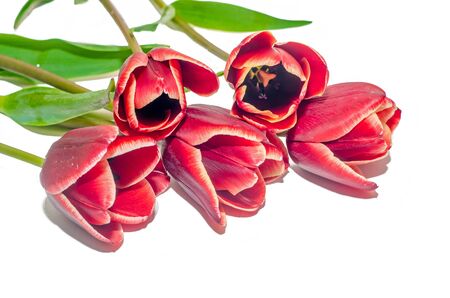 Red tulips flowers with green leafs, close up isolatedの写真素材