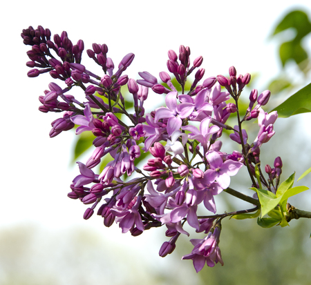 Pink, violet Syringa vulgaris flowers close upの写真素材