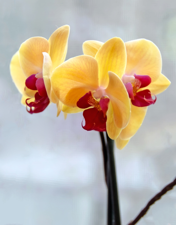 Yellow orchid flower close up, Orchidaceae, Phalaenopsisの写真素材