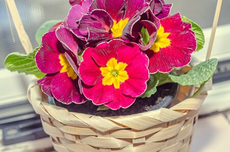 Primula obconica touch me, dark red with yellow flowers, green leaves, close up basket.の写真素材