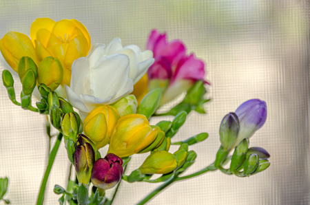 Many colored bouquet freesia flowers, window bokeh background, floral arrangement close up.の写真素材
