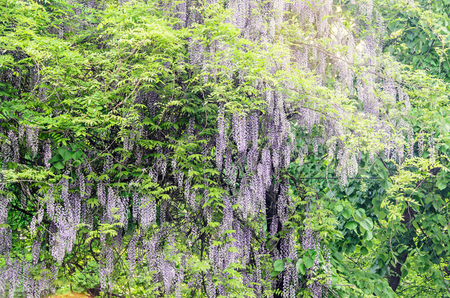 Mauve violet Wisteria bush climbing flowers, outdoor close up, Fabaceae family.の写真素材