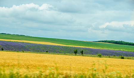 Countryside wild fild with violet lavender, yellow weath, corn and clouds blue sky.の写真素材