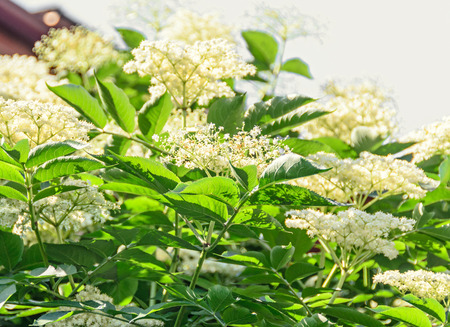 White bunch flowers of Sambucus, green leafs shrub. The various species are commonly called elder or elderberry.の写真素材