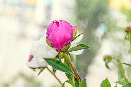 Pink peony flower with bud, bokeh blur background, genus Paeonia, family Paeoniaceae.の写真素材