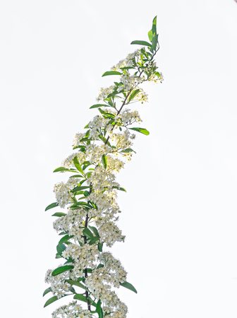 White Sea Buckthorn berry flowers, shrub with branches and green leafs, isolated on white...