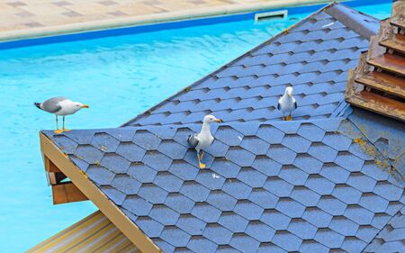 Seagull bird standing on a house p.ool roof, close upの写真素材