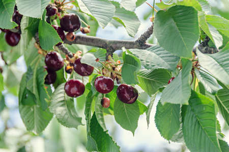 Dark red cherries fruits, tree cherry with green leaves and branches, close up.