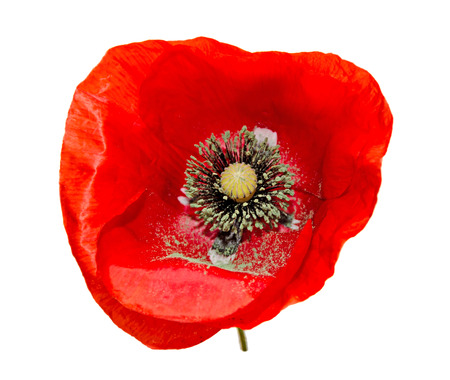 Red wild flower of Papaver rhoeas close up (corn poppy, corn rose, field poppy), isolated on white background.の写真素材