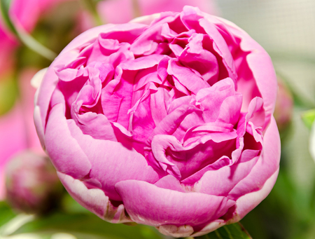 Pink peony flower with bud, bokeh blur background, genus Paeonia, family Paeoniaceae.の写真素材