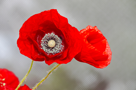 Red wild flowers of Papaver rhoeas, corn field poppy with buds, close up.の写真素材