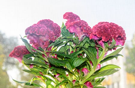 Dark red Celosia cristata flowers genus Celosia,  cockscomb (Creasta Cocosului).
