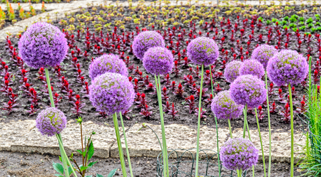 Violet Allium flowers, ball flower, genus of monocotyledonous, green gardenの写真素材