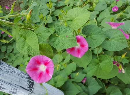 Ipomoea purpurea pink flower, the purple, tall, or common morning glory, close upの写真素材