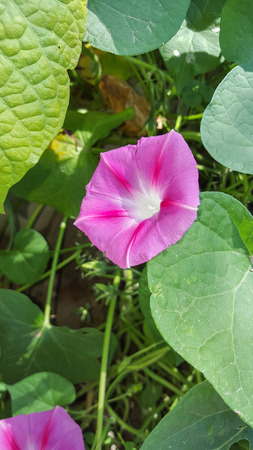 Ipomoea purpurea pink flower, the purple, tall, or common morning glory, close upの写真素材