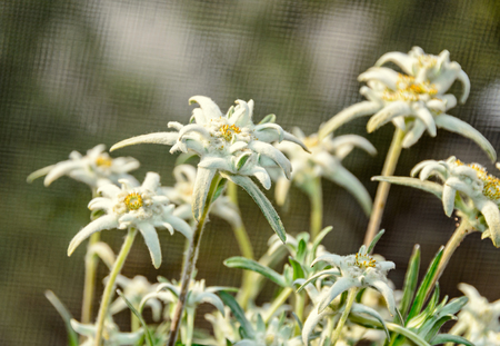 White Leontopodium nivale, edelweiss mountain flowers, close up.の写真素材