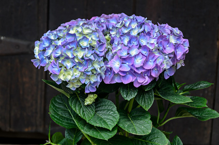 Violet, mauve Hydrangea flowers in a vase, hortensia petals close up, ornamental plant vintage...