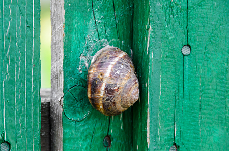 Brown Snail shell on the green wood fence, close up.の写真素材